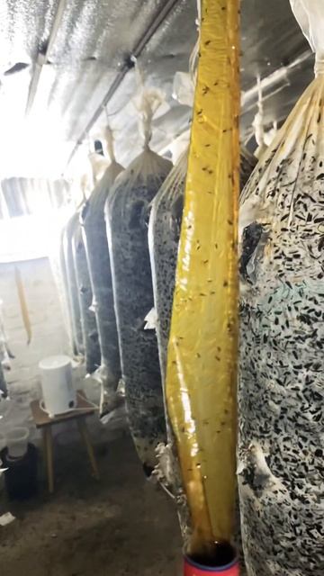 Бизнес дома: грибная мошка смотреть онлайн