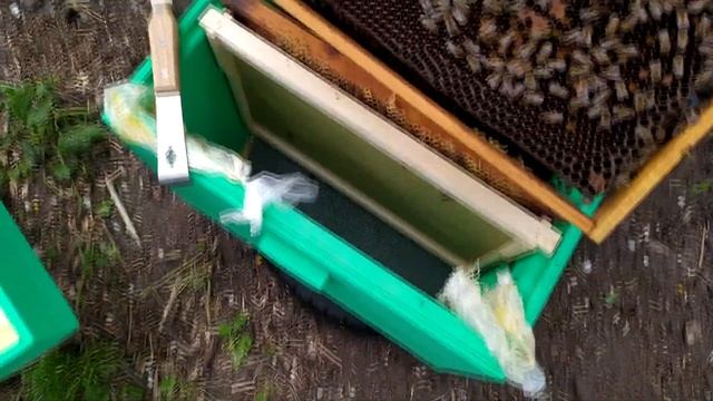 Підставка суші. Скажені бджоли. смотреть онлайн