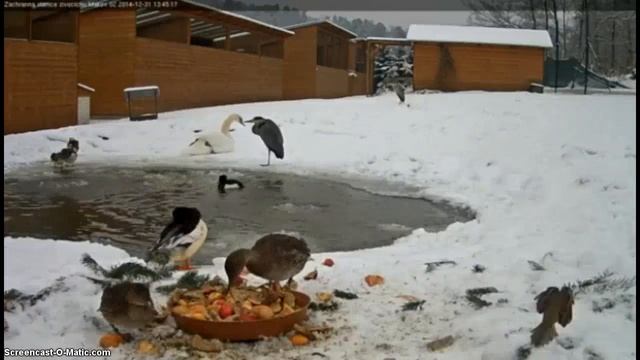 Makovské hemžení смотреть онлайн