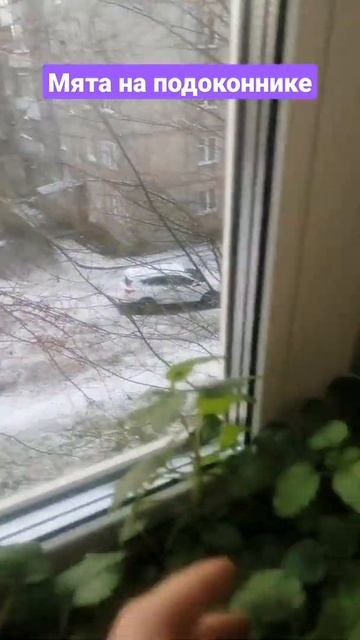 Мята на подоконнике #буяновсыроед #мята #зелень #наподоконнике #олегбуянов смотреть онлайн