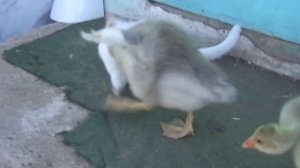 Гусенок защипал своего друга кота)))