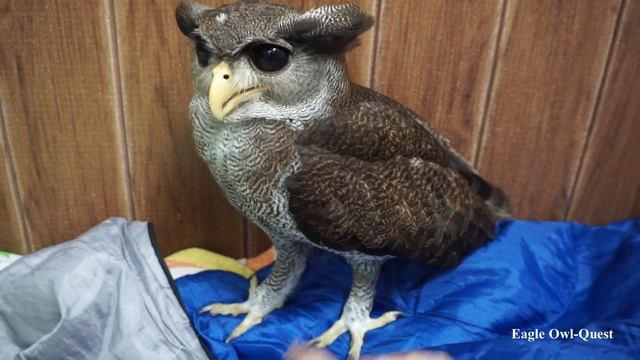 Naughty Eagle Owl (Tora) Part 2 フクロウ ワシミミズク сова сыч филин 雕鸮 猫头鹰 올빼미목 Burung Hantu