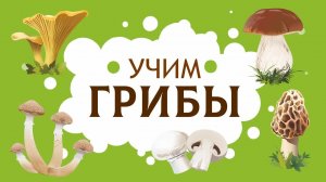 Изучаем грибы. Съедобные и несъедобные. Карточи домана