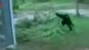 Видео прикол обезьянка играется с собакой!