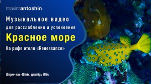 Музыкальное видео для расслабления и успокоения. Красное море. На рифе отеля "Renessance". 12.2024