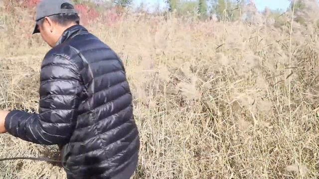 1500亩水域野钓大板鲫，长竿短线传统钓，坚持到最后才是胜利！