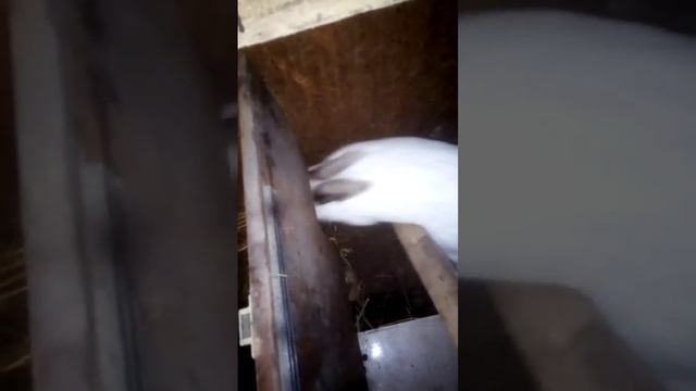 Как понять крольчиха беременной или нет смотреть онлайн