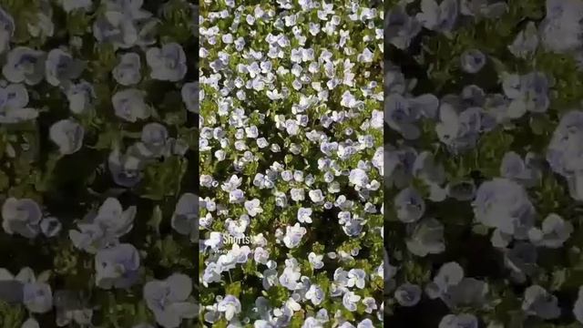 22.04  вероника ползучая ковровый почвопокровник #garden #flower #plant #сад