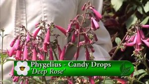 Plant pick - phygelius deep rose