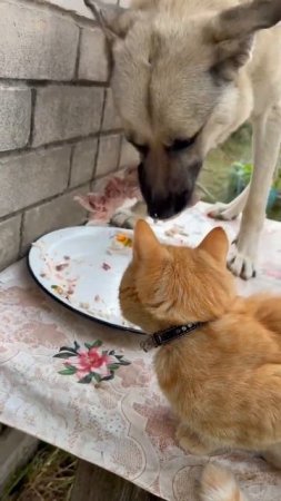 Я бы с тобой поделился 🍗🐕🐈 #кот #собака #котисобака