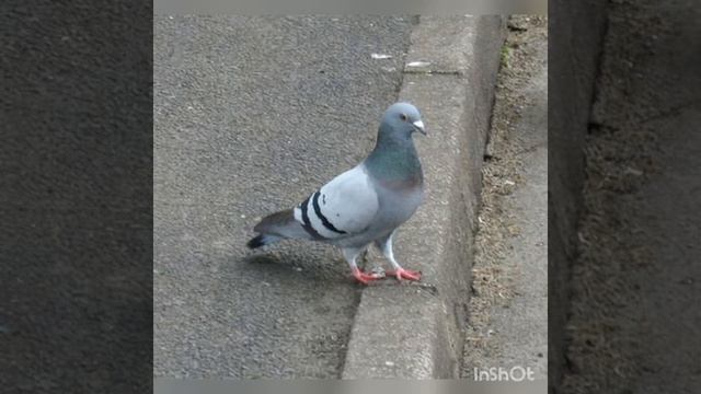 Спостереження за голубами та горобцями . 🌿 смотреть онлайн