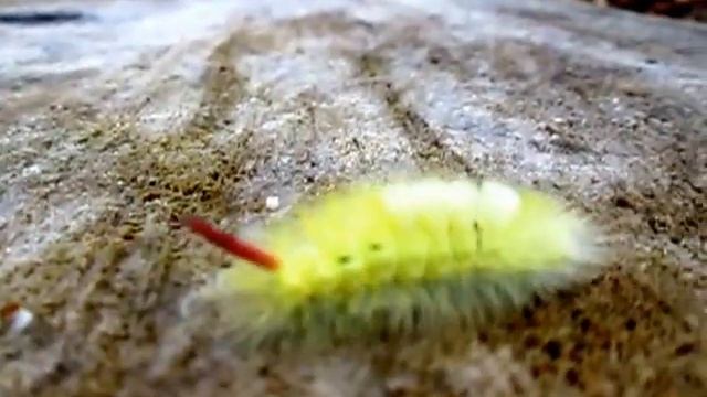 Pale Tussock Caterpillar at Calke Abbey смотреть онлайн