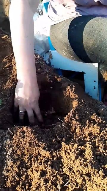 ПОСАДКА АРБУЗОВ В ОТКРЫТЫЙ ГРУНТ Как правильно сажать арбузы
