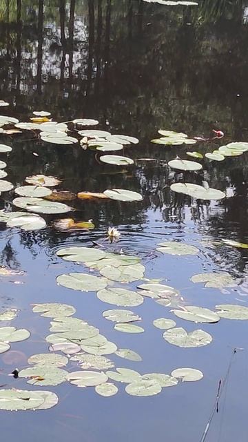 Grass #Snake, #Natrix, Ringed or Water Snake - River #Fishing Nature & #Animals Life 4k Shorts Vide смотреть онлайн