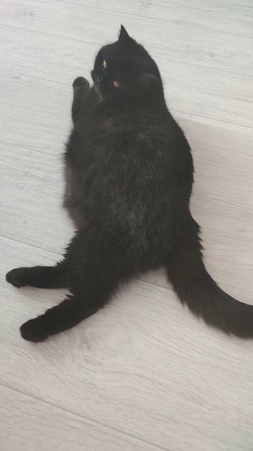 скоттиш страйт😻Ксюша❤ беременна, ищем самые труднодоступные места для родов😅 смотреть онлайн