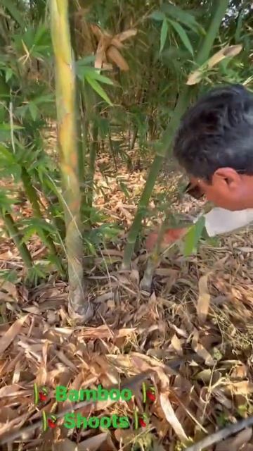 Secrets Of Bamboo Farming! Crazy growth in 2 years! смотреть онлайн