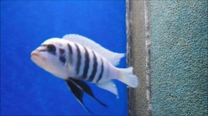 African Colours Malawi & more Metriaclima sp. "zebra chilumba" maisoni reef