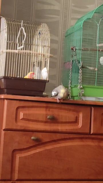 В глаза попугаи домашние animals неразлучник корелла