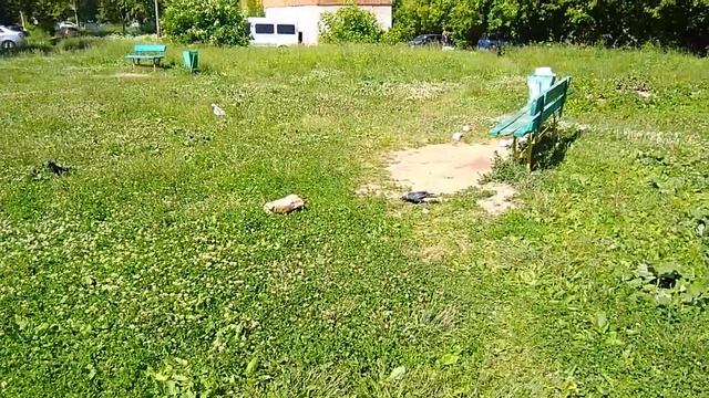 Две галки смотреть онлайн