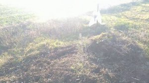 Облепиха . Первый год.