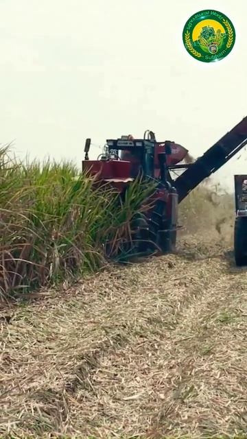 Sugarcane harvesting machine #sugarcane #agriculture #farming #farmer #kisan #shorts #short смотреть онлайн