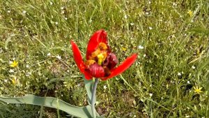 Пушистые жуки в тюльпане