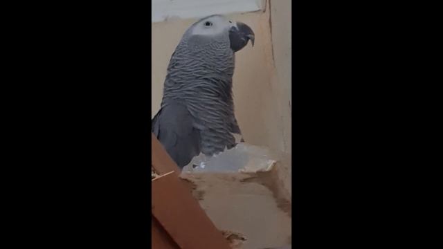Попугай Кузя. Серая бабушка почисти пёрышки.