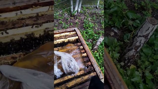 Ревизия пчёл смотрим ищем наличия матки 1