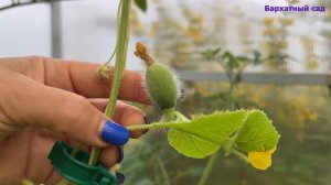 Опыление дынь и арбузов