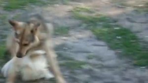 Петух против собаки