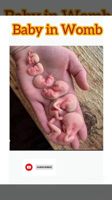 Embryonic development in mother's womb #pregnancy #pregnancytips #health #baby #shorts смотреть онлайн