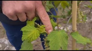 Обрезка смородины и крыжовника на штамбе. Как получить большой урожай смородины и крыжовника.