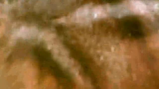 Eastern Chipmunk Part 1 - March 29 2014