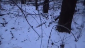 Охота на куницу капканами.