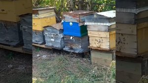 Пасека, покупка пчёл.