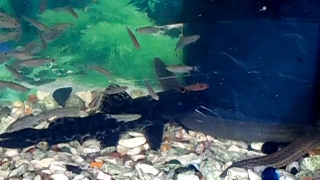 AQUARIO PINTADO PIRAMBOIA 2 смотреть онлайн