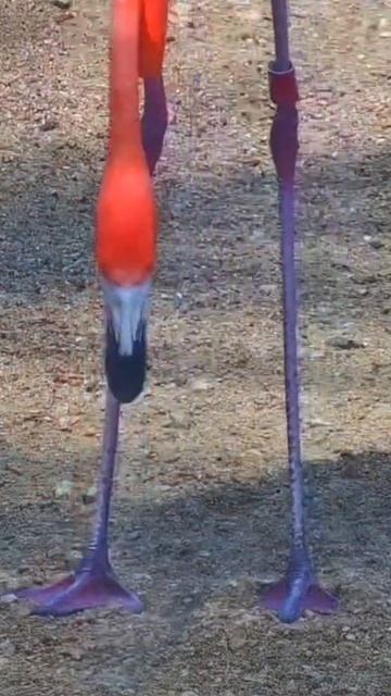 Pink Flamingo Standing Up 🦩 смотреть онлайн