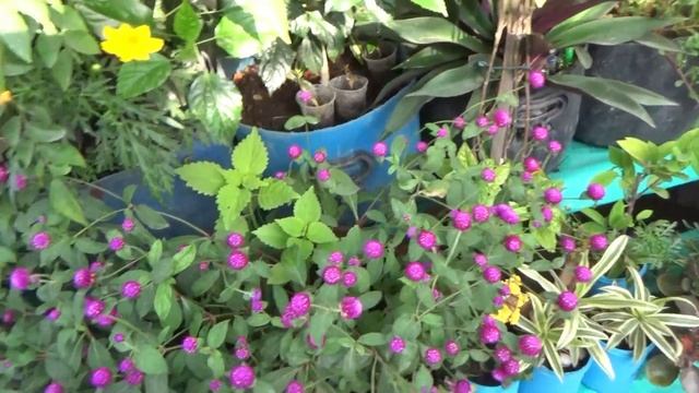 All about gomphrena ll Best flower plant for summer garden ll Gomphrena पौधे की देखभाल कैसे करे?