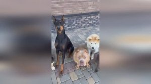 "Как правильно поститься  :)"