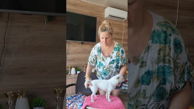  БАЙКАЛ   ПРОДАЖА чихуахуа цена здесь купить щенка chihuahua 79787458062 WhatsApp telegram