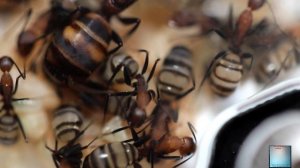 Camponotus habereri, avance de la colonia