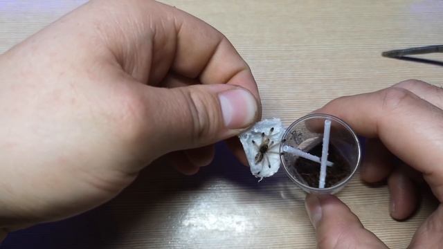 Unboxing #2 2x AVI OD SPIDERS ONLINE - Avicularia sp. 'peru purple' i metallica 'white hairs' смотреть онлайн