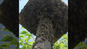 🐝Рой прививается на привой🌺