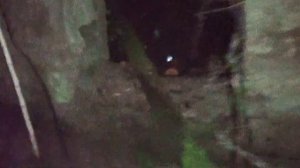 Крик в лесу...