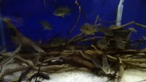 Геофагус Бальзані, бронзова діанема, барбуси денісоні і фарловели