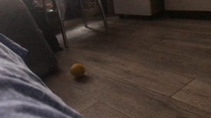 Кот играет в футбол!
