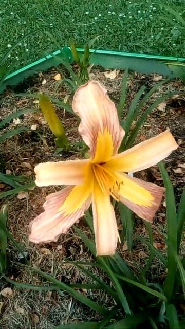 лилейник(3) смотреть онлайн