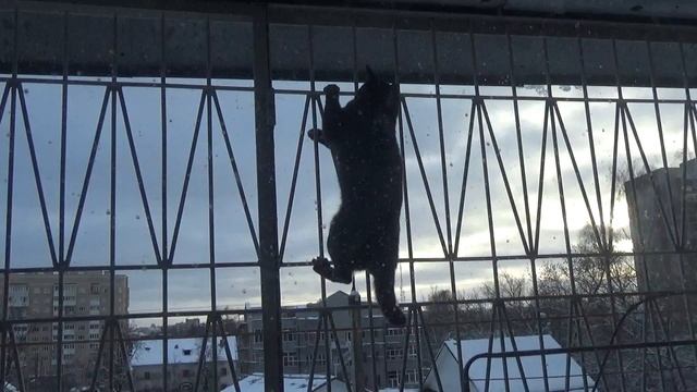 Кот мой Джим