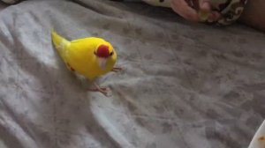 Попугай какарик ест виноград