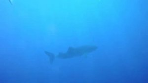 Whale Shark and Tuna in Hurghada Nov 2017